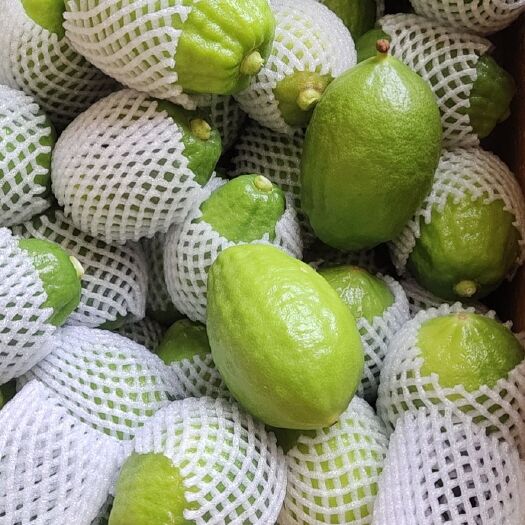 贵港 广东无籽香水柠檬
