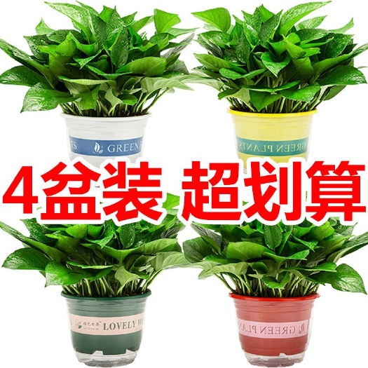 广州绿萝  新房吸收甲醛懒人绿箩盆栽办公室内客厅净化空气植物吊兰