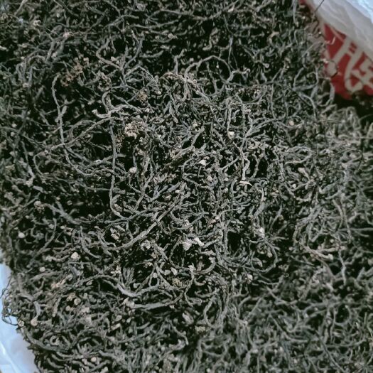 康县 核桃花