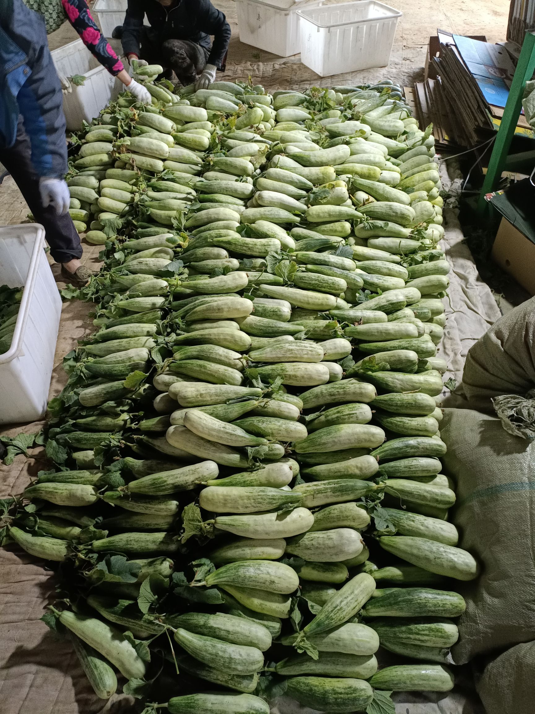 羊角蜜甜瓜  费县羊角脆大量上市