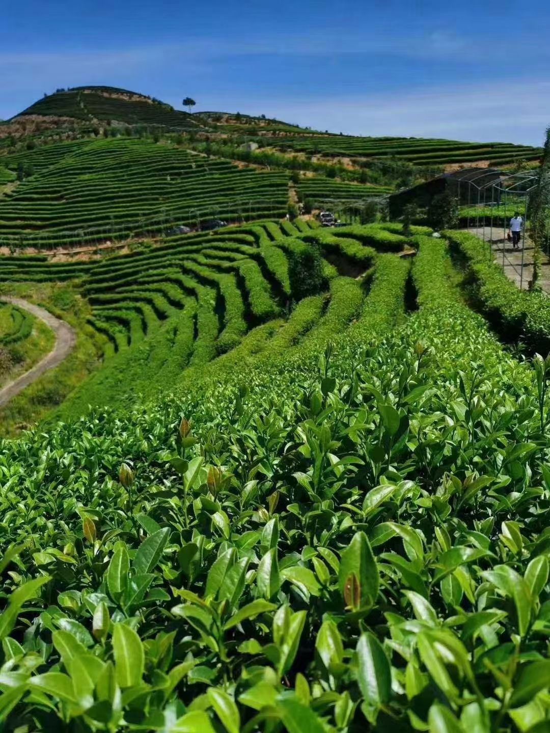 茶叶专用肥    生物菌肥     厂家批发  量大从优