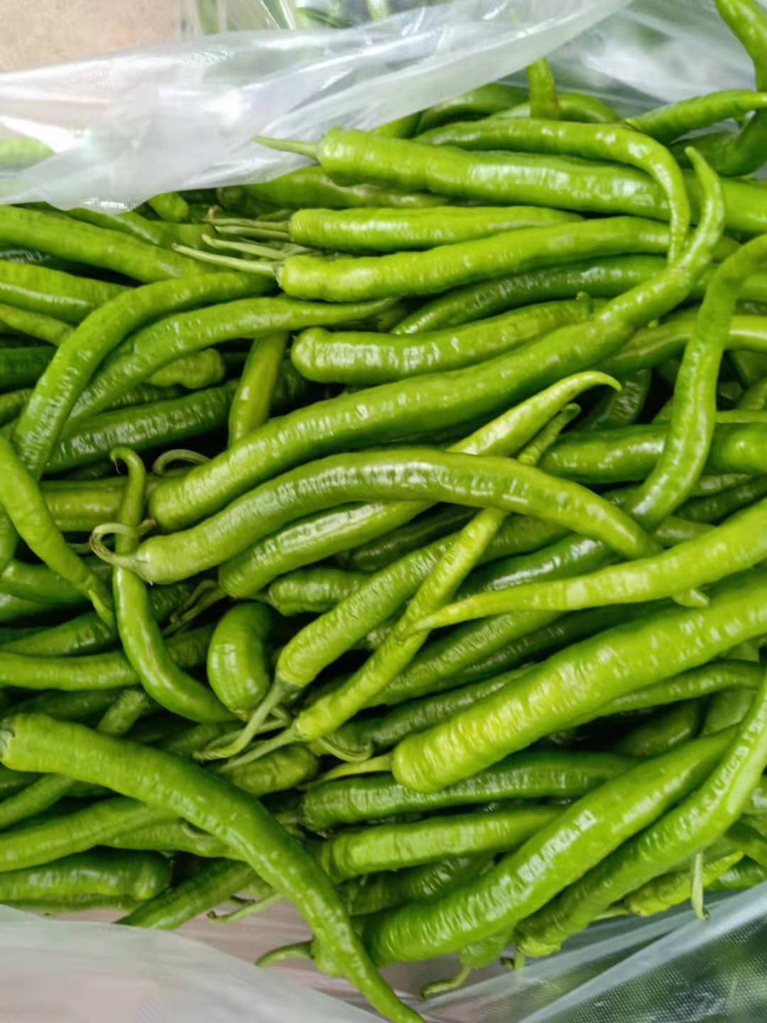 二荆长条辣椒1.5每斤,一季薄皮菜椒0.8每斤!