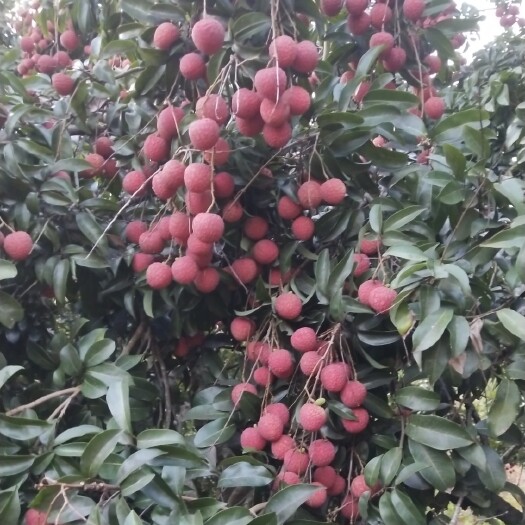 桂平市禾荔荔枝 靓禾荔大量上市