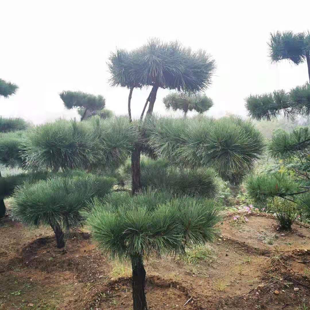 10公分造型黑松，价格优惠，基地直销