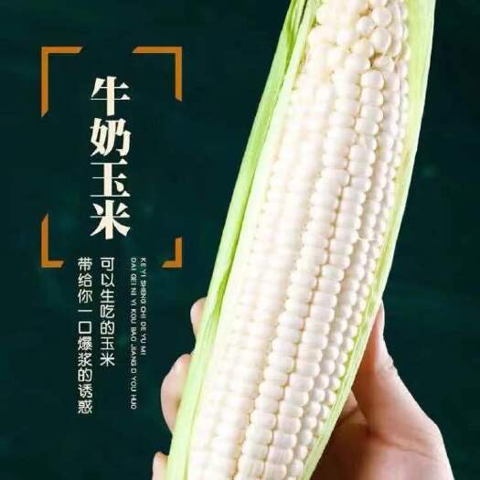 昆明牛奶糯玉米香甜【坏损包赔包邮】当日采摘自然甜 绿色健康好食材
