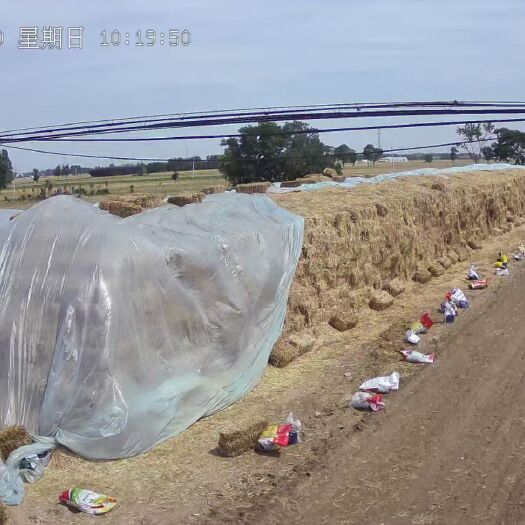 延津县小麦秸秆