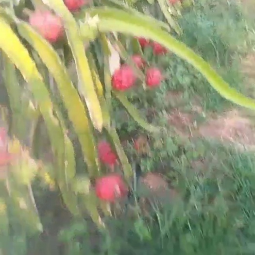 南宁金都一号火龙果  国产火龙果，物美价廉