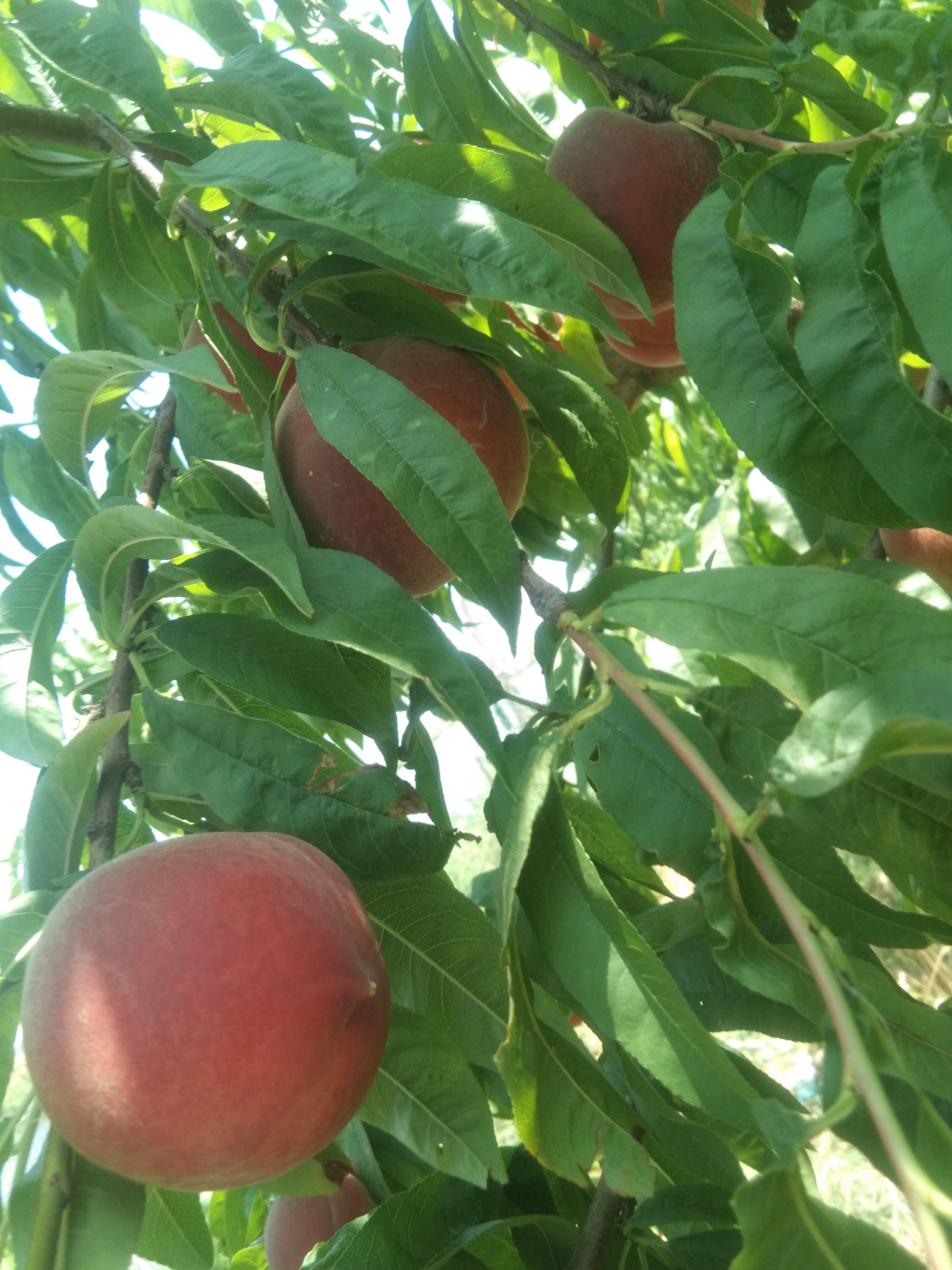 胭脂脆桃  现摘新鲜桃子水蜜桃脆桃毛桃当季水果应季脆甜桃子