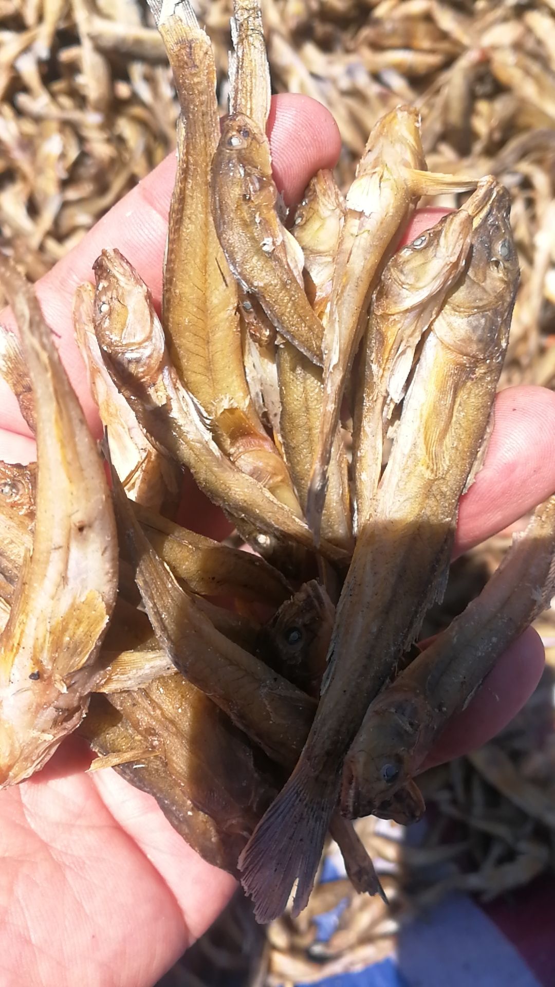 黄鱼干 海黄鱼