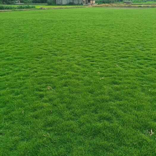 广汉市草  二号草坪