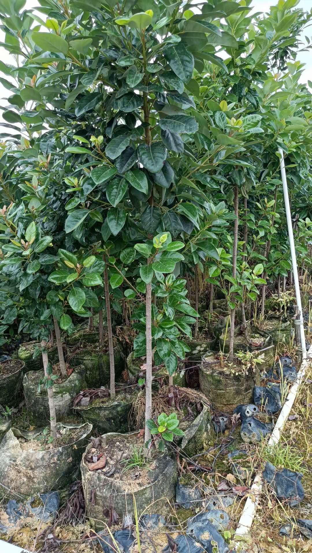 正宗红花荷树苗红苞木珍稀名贵绿化花卉庭院公园别墅开花盆栽地栽