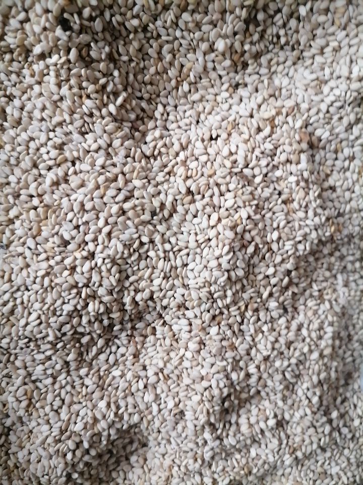 25年新白芝麻自家种的河南芝麻，一级净货无药没用化肥放心吧
