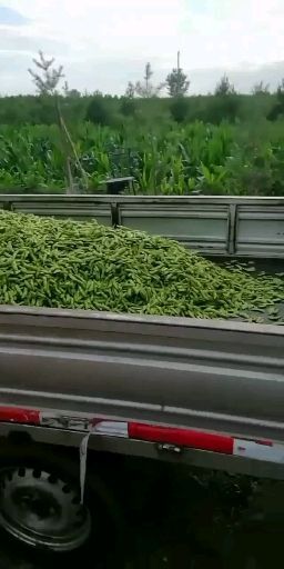 西安毛豆荚 陕西省西安市鄠邑区 