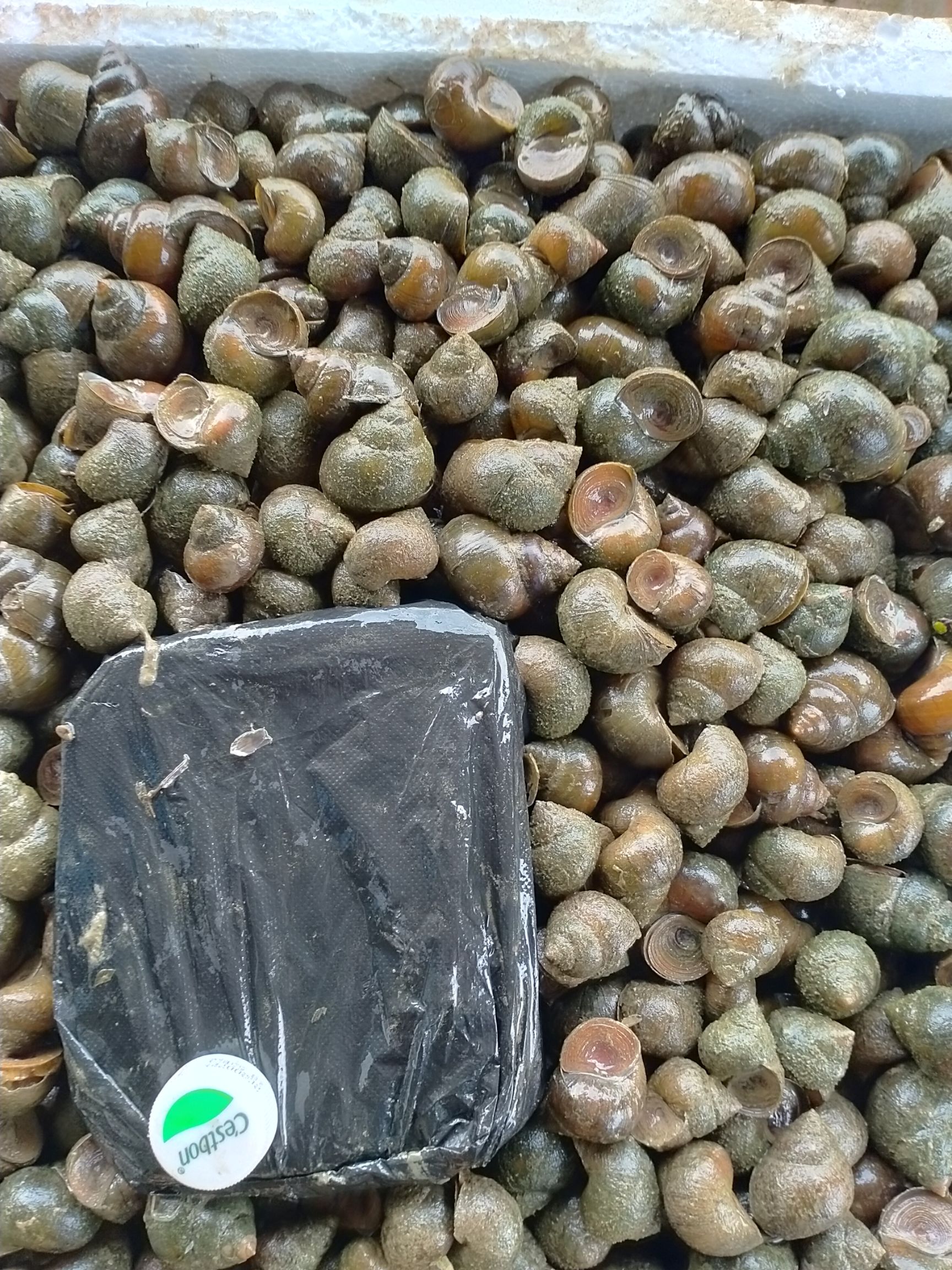 田螺  一手货源，人工筛选质量保证放心采购，损耗少