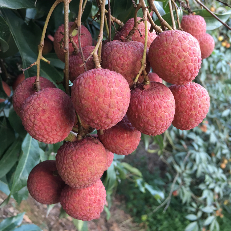 白糖罂荔枝  黑叶 桂味荔枝水果现摘包邮