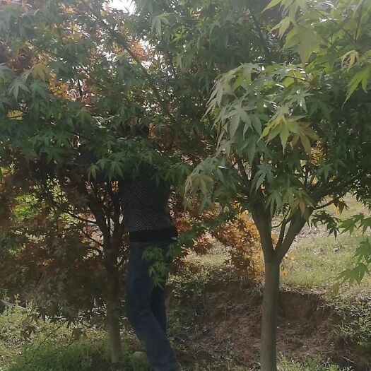 常州小叶鸡爪槭  精品鸡爪槭8～10公分大量