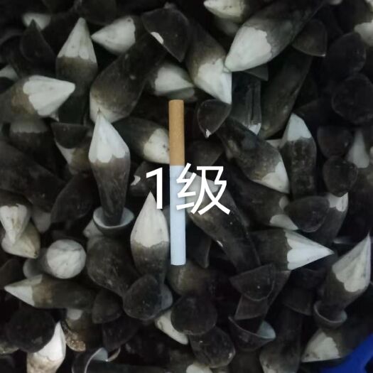 菏泽黑皮鸡枞菌
