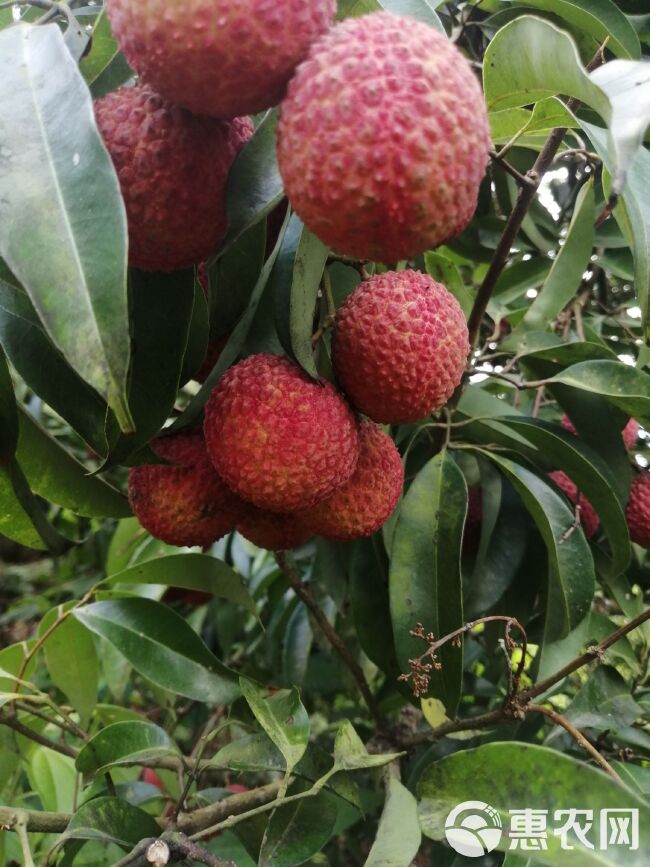 玉荷包荔枝 广东省阳江市阳东区 