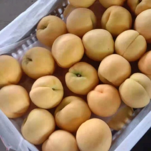 新泰市黄金黄桃  黄桃金蜜1号，香脆爽口，果肉香脆可口，现摘现发，新鲜。5斤装