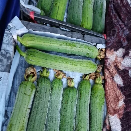广汉市肉丝瓜 精品丝瓜