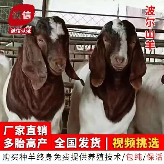 梁山县纯种波尔山羊种公羊怀孕母羊山羊小羊羔容易饲养马头种羊