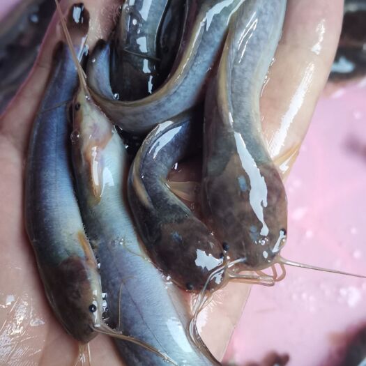 三黄塘虱鱼苗  塘角鱼苗，本地塘角鱼苗，快大好养技术指导跟踪，量大从优包送。