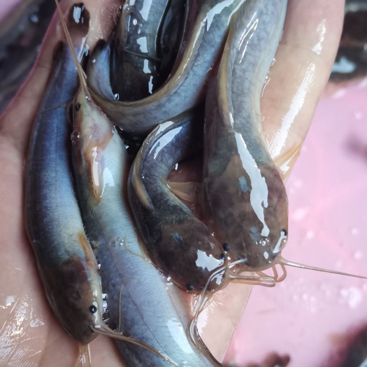 南宁三黄塘虱鱼苗  塘角鱼苗，本地塘角鱼苗，快大好养技术指导跟踪，量大从优包送。