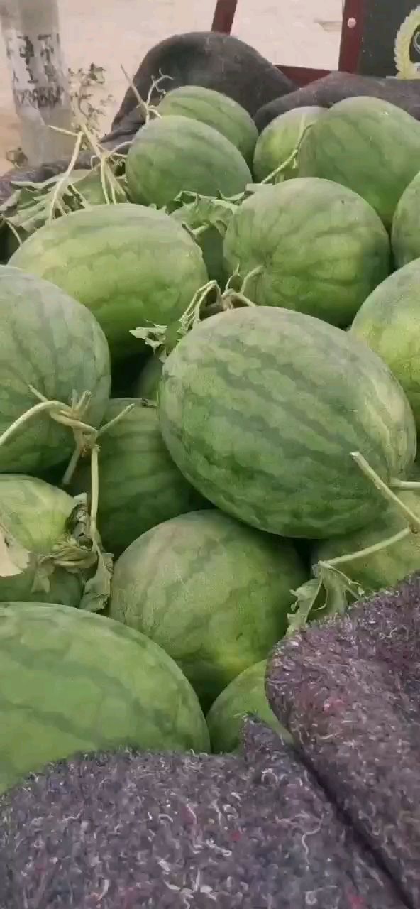龙卷风西瓜产地直销一手货源现摘现发保证新鲜，志宾代办团欢迎您