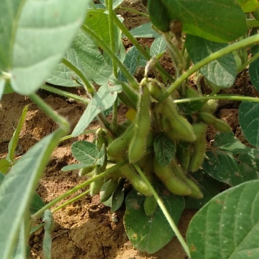 成都绿龙豆角 豆角已熟，欢迎骚扰。价格美丽