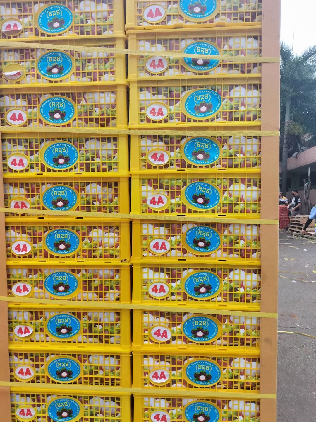 油竹果  泰国山竹，3-4-5-6A级，有需要的抓紧联系我