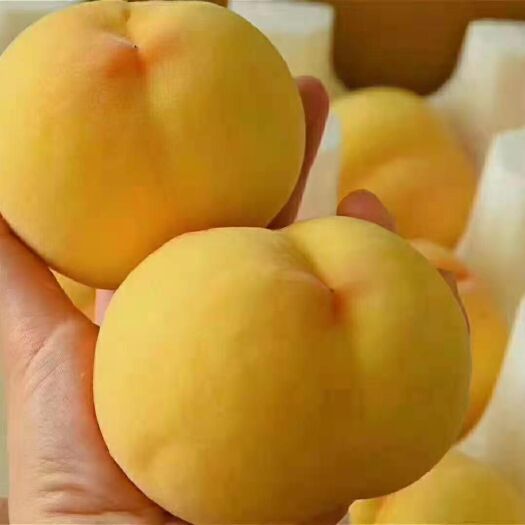 社旗县 黄金蜜一号，黄桃，锦香黄桃