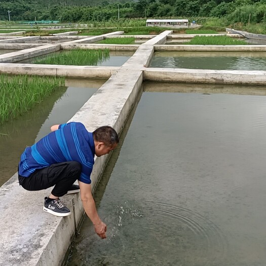 柳州 专业养殖淡水螺蛳