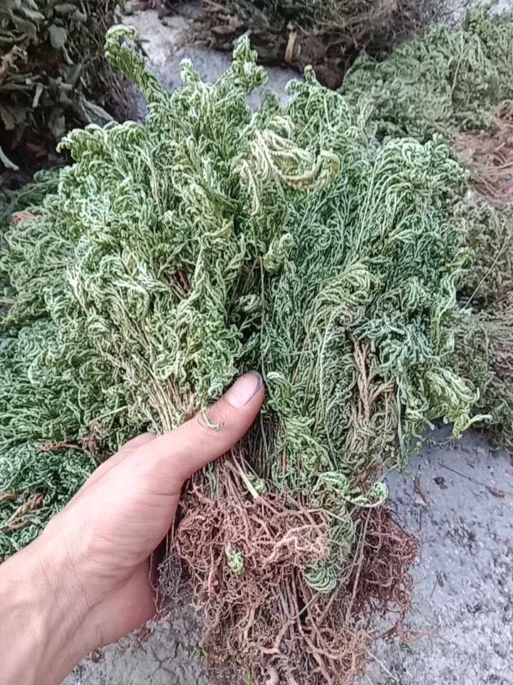 石上柏