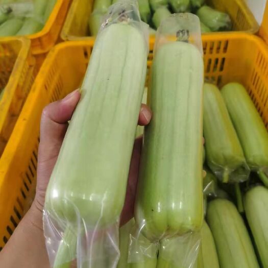 中山市种植套袋  丝瓜套袋