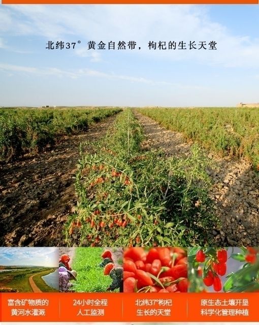 红枸杞  宁夏枸杞中粒380粒，枸杞专业种植合作社直供