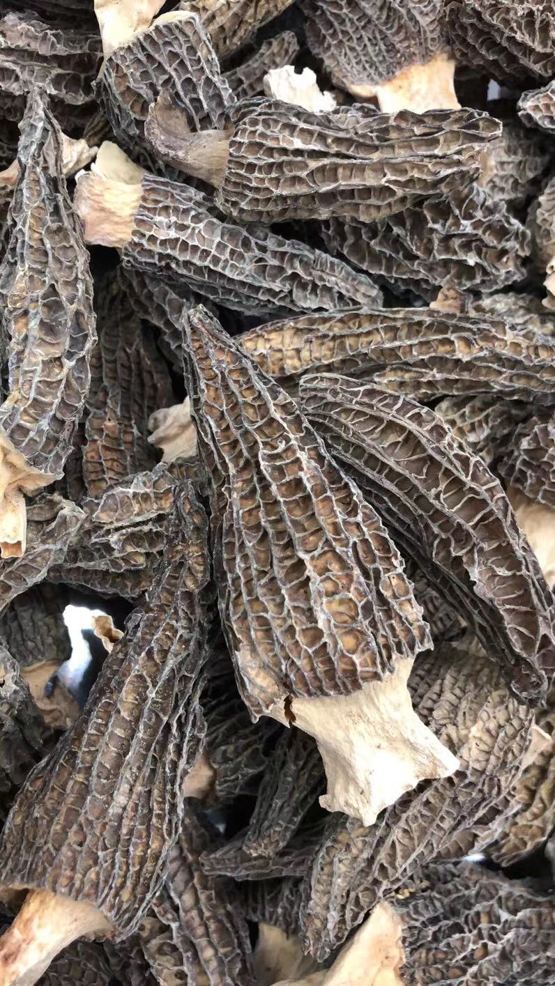 云南特产特级仿野生羊肚菌干货煲汤食材营养新鲜菇类蘑菇菌类