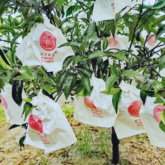 眉山种植套袋  柑橘套袋 耙耙柑丑橘不知火果袋石榴套袋