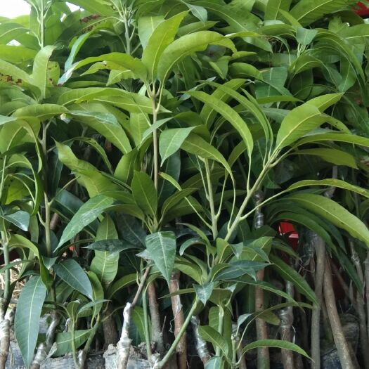 钦州金煌芒果苗  芒果苗