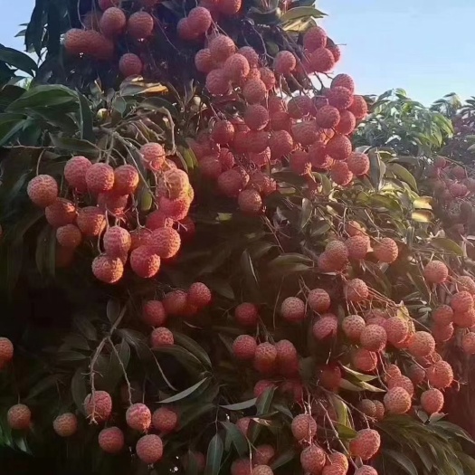 灵山县桂味荔枝 桂味，果园现摘现卖电