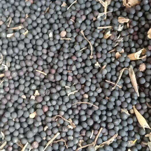 常德菜籽 精品油菜子，全干无杂。