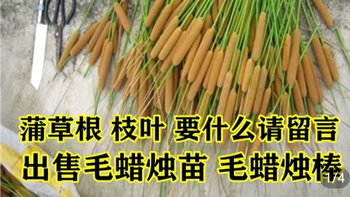 怀远县蒲黄 蒲棒