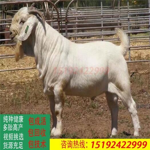 梁山县纯种美国白山羊高产小羊羔多胎怀孕母羊