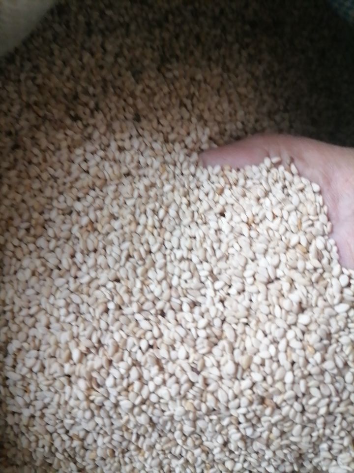 25年新白芝麻自家种的河南芝麻，一级净货无药没用化肥放心吧