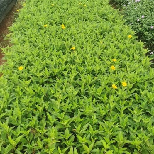 蟛蜞菊 