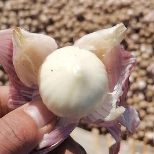 绥中县绥中紫皮独头蒜，伴蒜大量上市需要你就来。