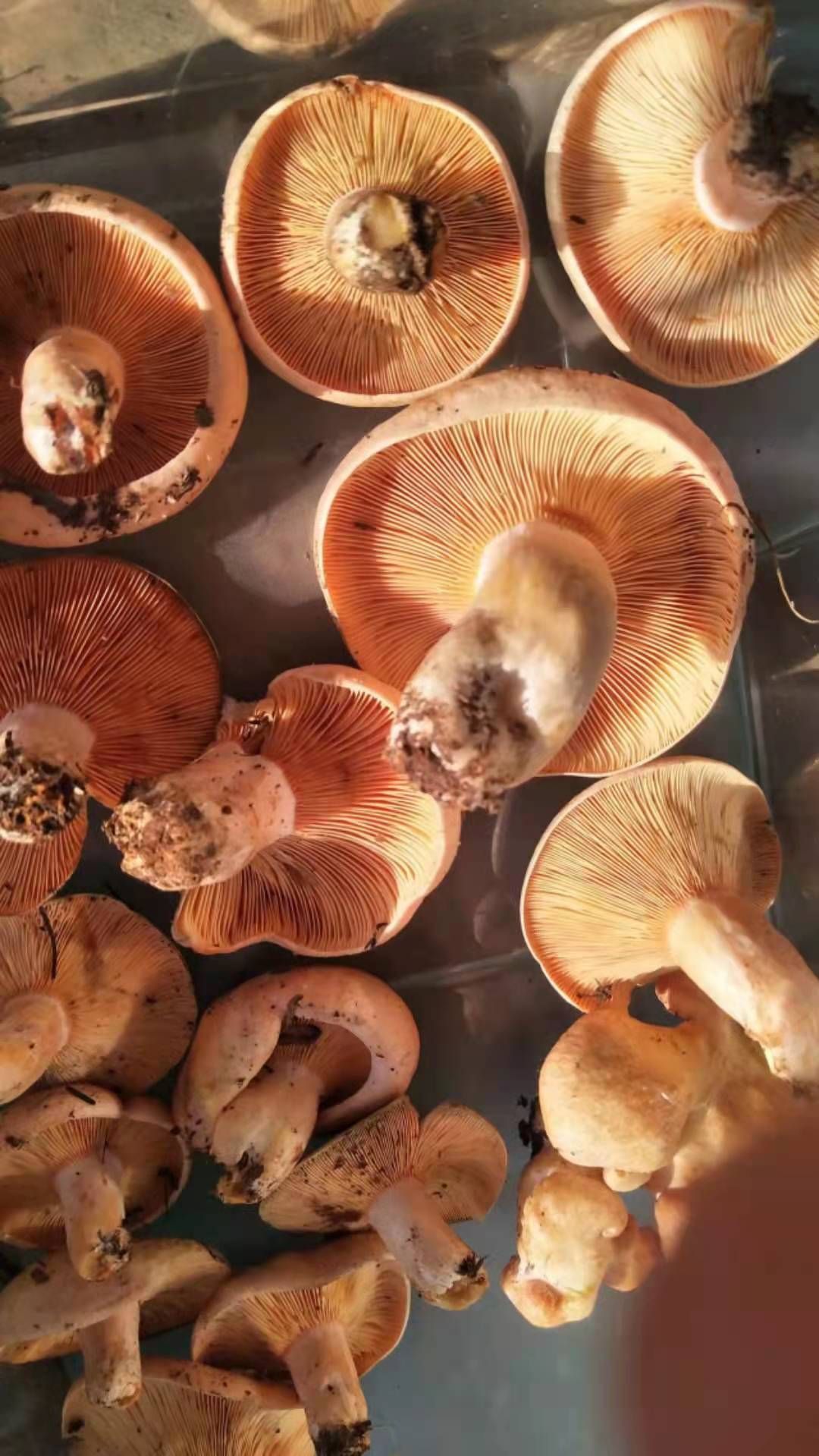红葱菌 大量提供云南精品野生菌