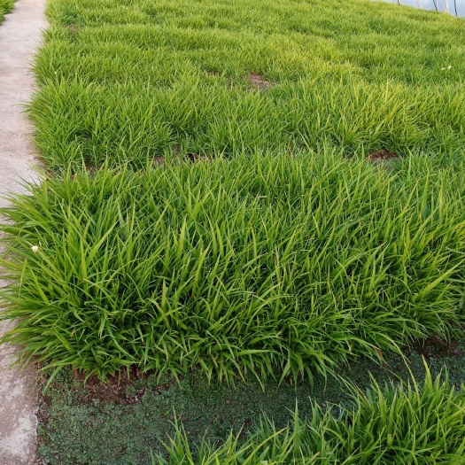 宣汉县白芨苗 紫花白芨苗 三叉紫花白芨直播苗 白芨小苗，