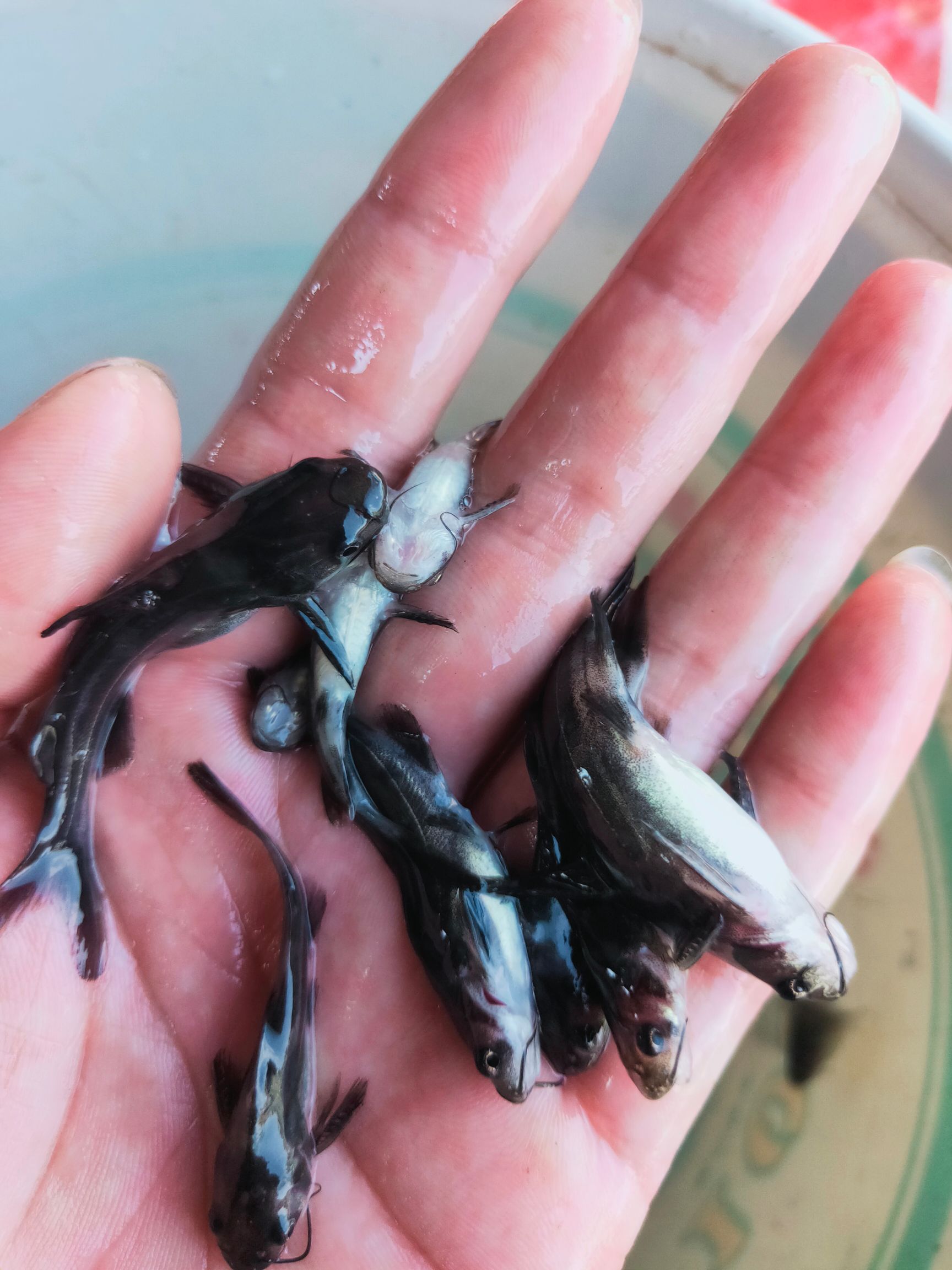 黄骨鱼苗 杂交黄骨鱼苗 黄颡鱼苗 黄辣丁鱼苗 水花 场地直销