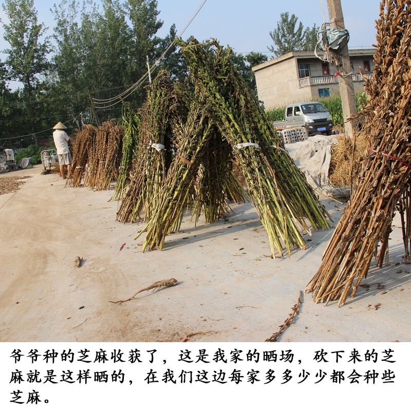 25年新白芝麻自家种的河南芝麻，一级净货无药没用化肥放心吧
