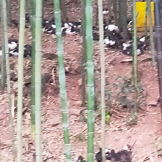 祁东县散养火鸭